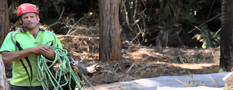 David Morrison - Qualified Arborist