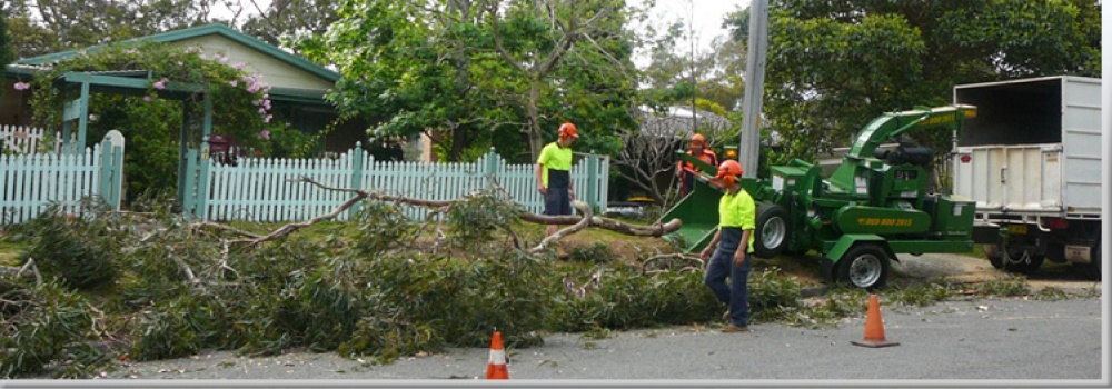 Tree removal project