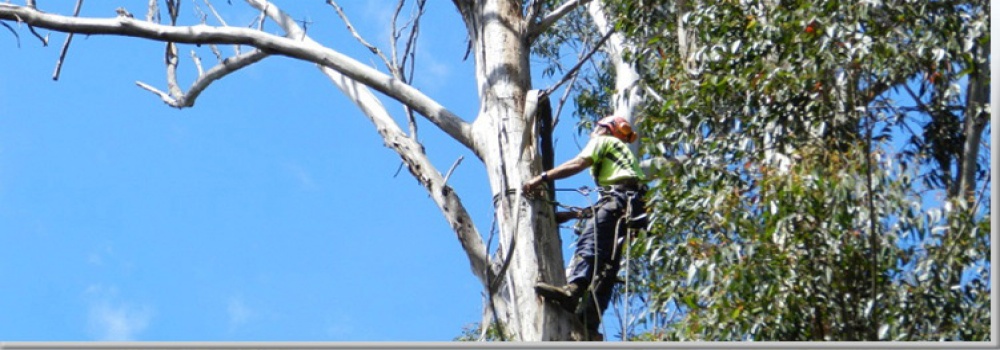 Arborist work